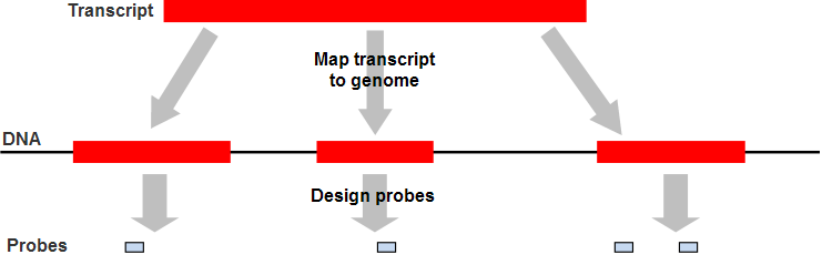 exon_process.png
